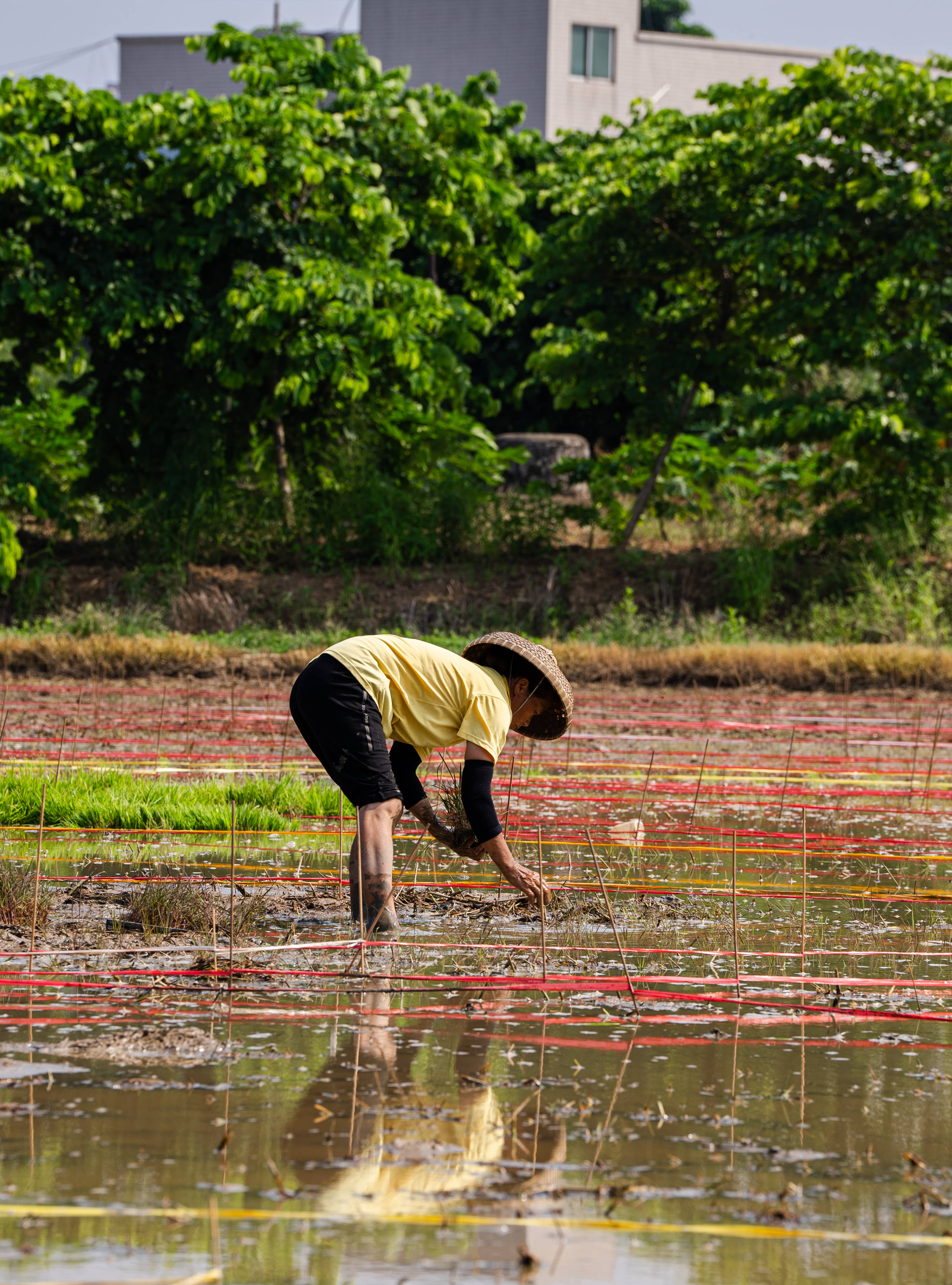 一起期待观赏期吧!
