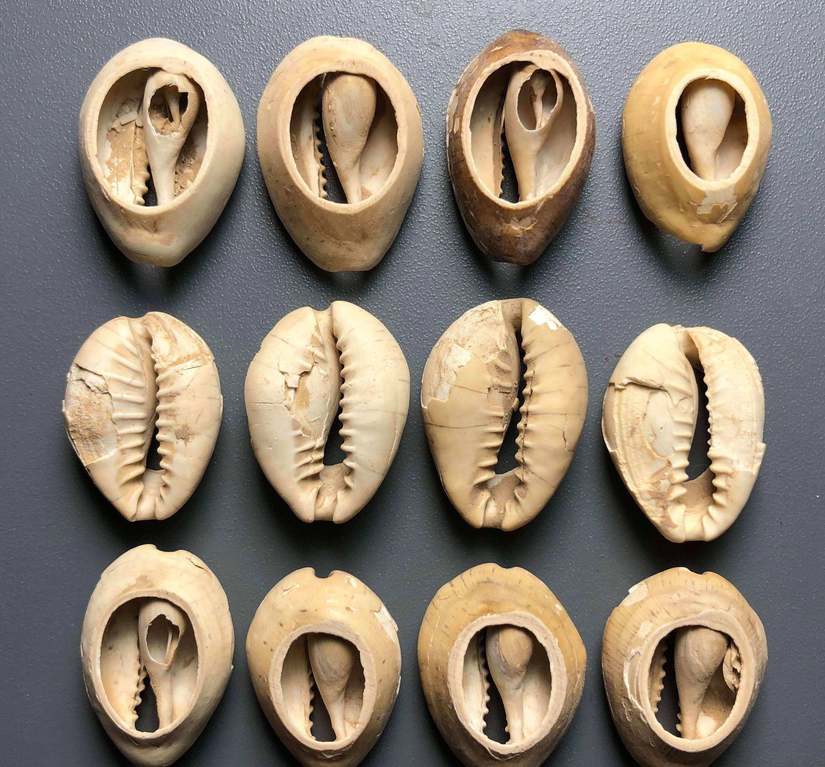 在文明起步阶段,就有了以贝壳交换货物的传统,这也就是现在所称的贝币