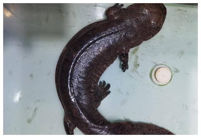 这些养殖个体一旦进入野生环境并留下后代,有可能把有害的遗传变异带