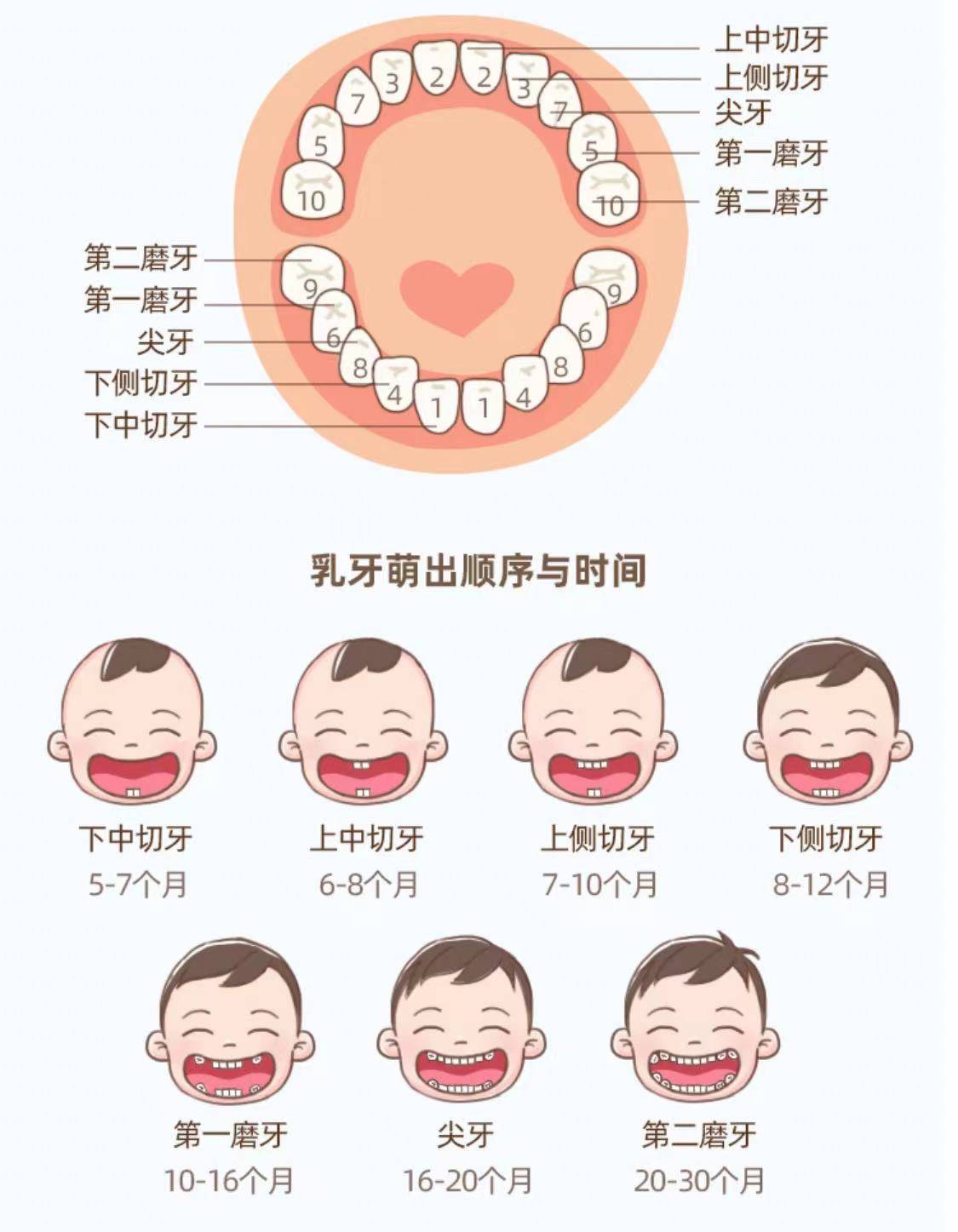 小孩牙齿生长图片