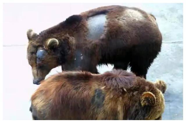 21年前,清华21岁才子硫酸泼熊,如今他的成就令人惊艳