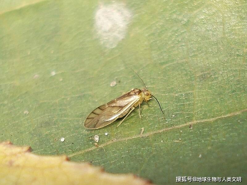 【动物界全系列】啮虫亚目