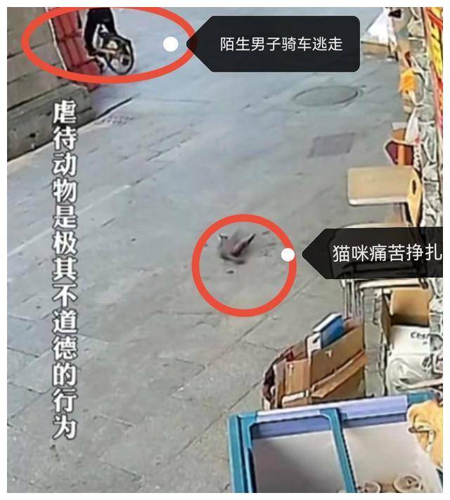 光脚踩死小猫图片