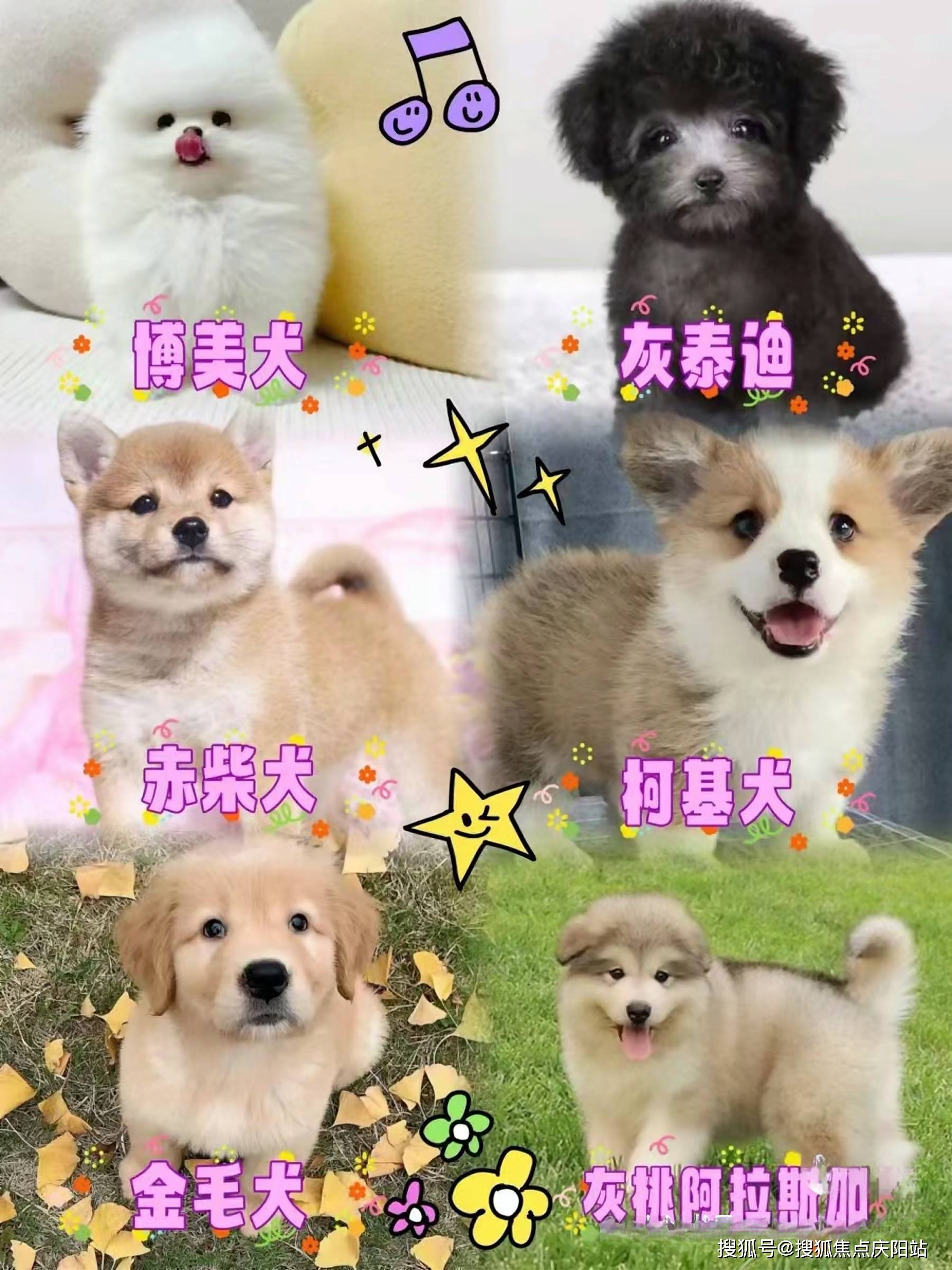 湖州买柯基犬宠物基地