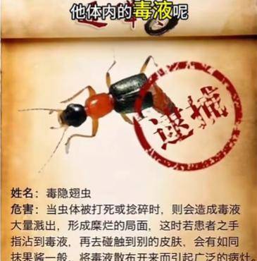 原创            女子把隐翅虫当蚊子拍死差点毁容-隐翅虫被拍死
