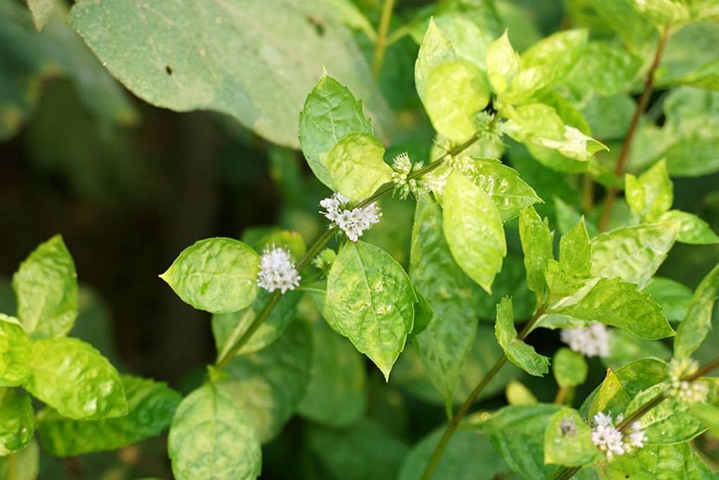 我见到的山东本土植物和园林栽培植物(740)薄荷