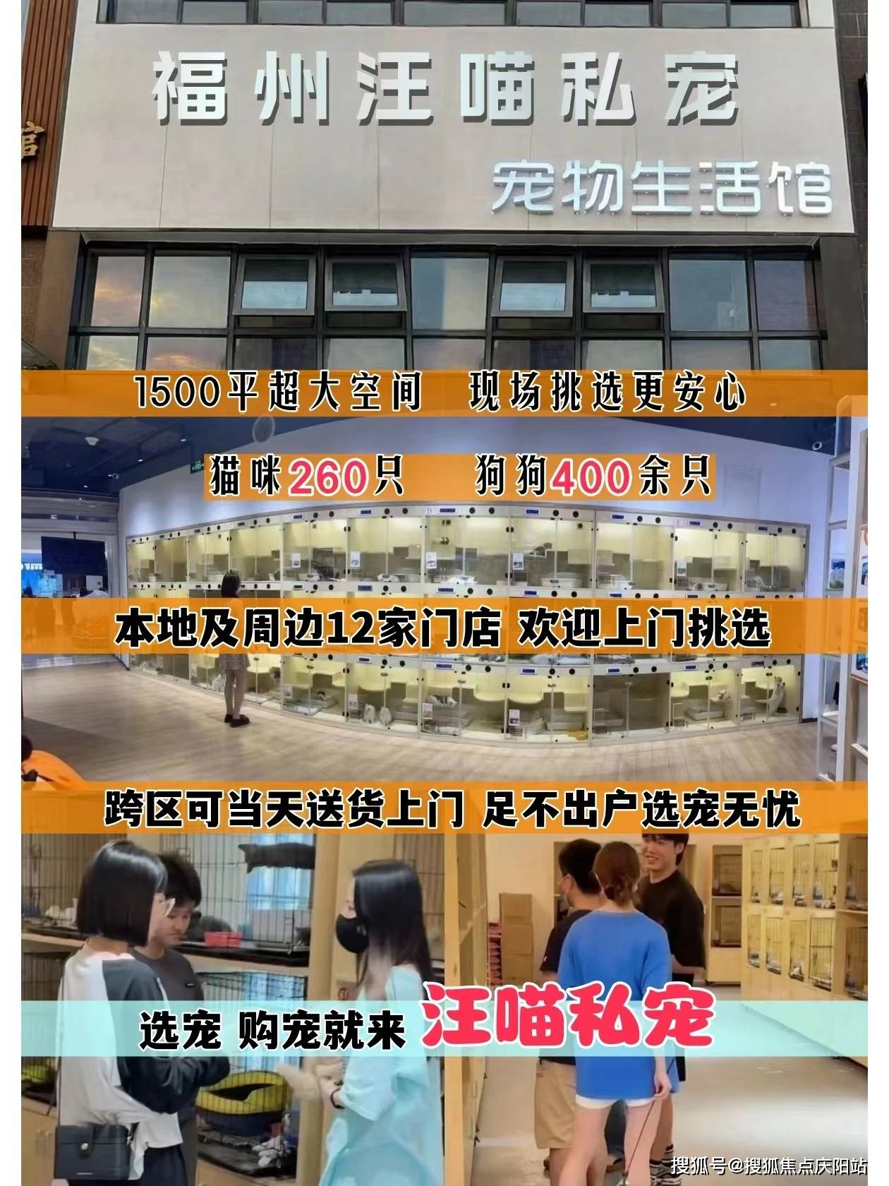 福州这里买英短蓝白猫价格优惠,品质更佳!