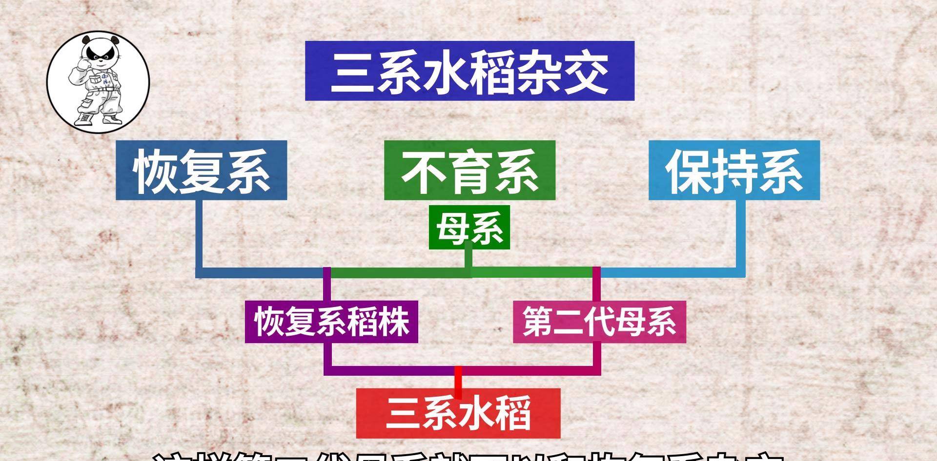 终获共和国勋章_杂交_水稻_保持系