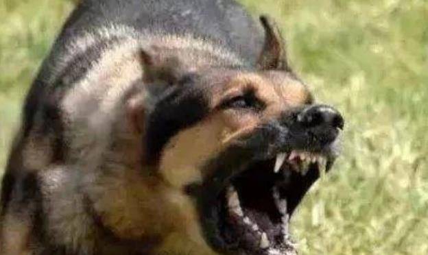 宁夏"狗食人"案,主人行凶恶犬帮凶,被处决前还参与电影拍摄