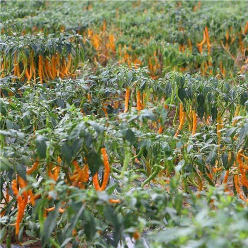 由于黄帝线椒色泽艳丽,果型美观,辣味极高,熟果色形似黄金长条,更与