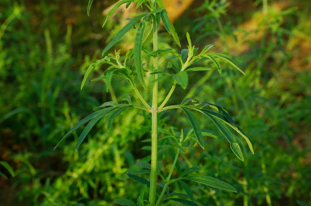 我见到的山东本土植物和园林栽培植物