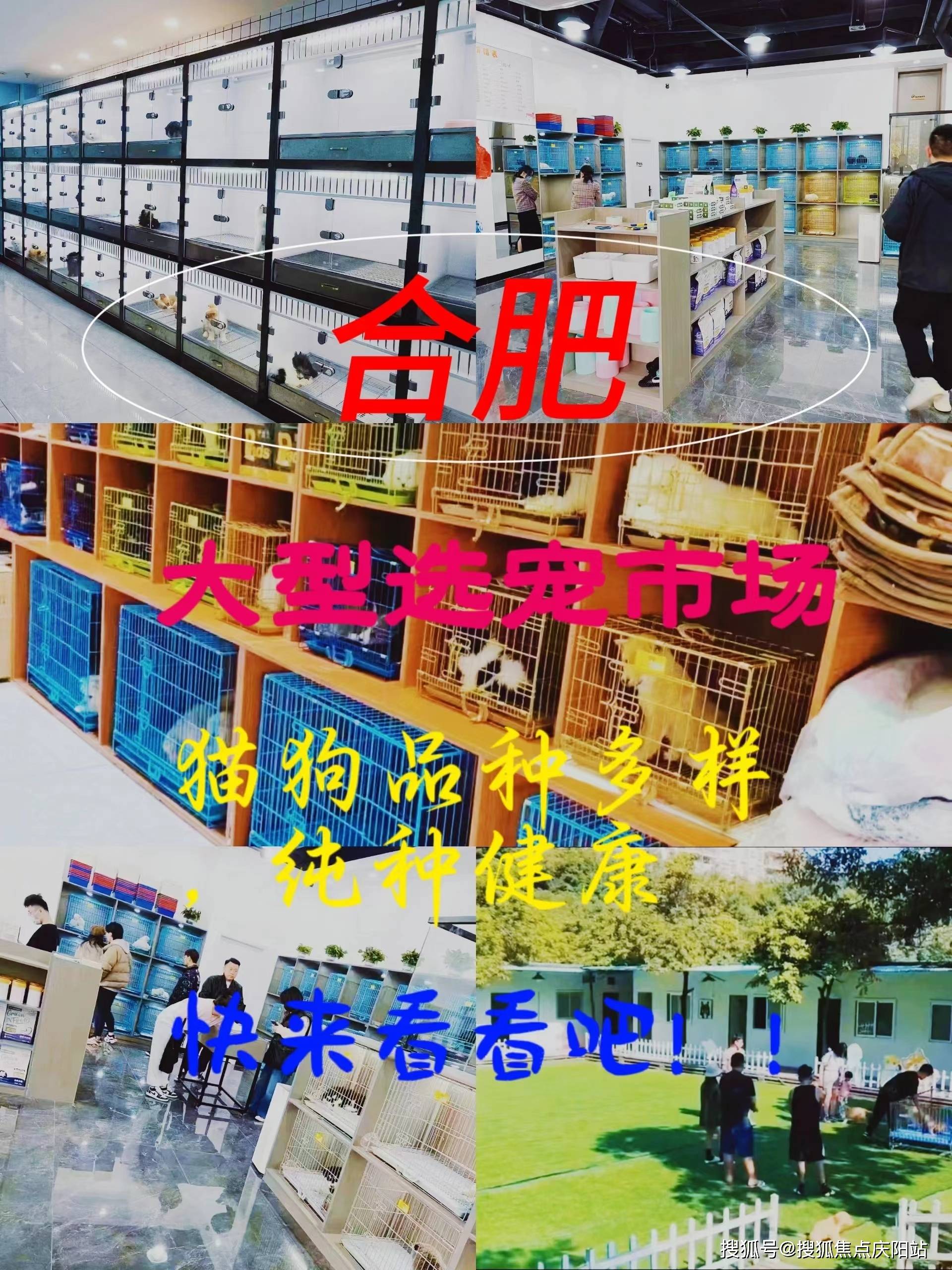 合肥蜀山区买拉布拉多犬多少钱一只?