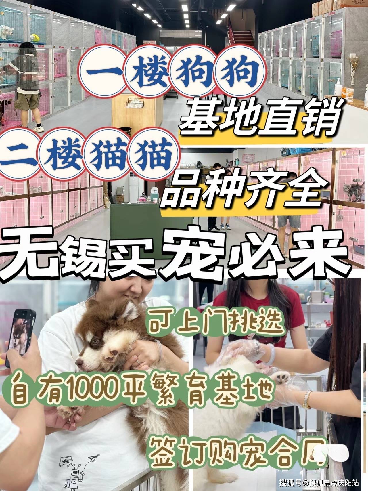 无锡这里买比熊犬价格优惠,品质更佳!