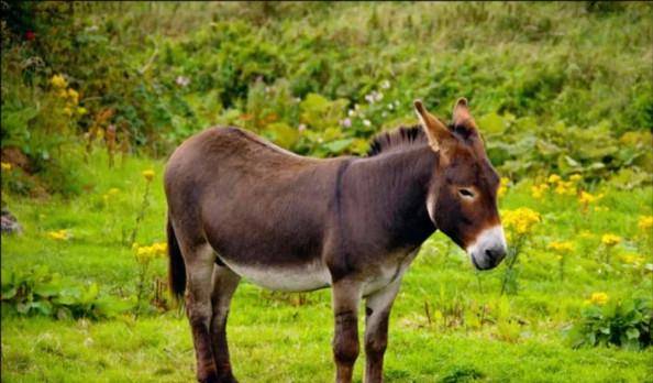 驴子有什么特殊能力,为什么马永远无法取代它们?