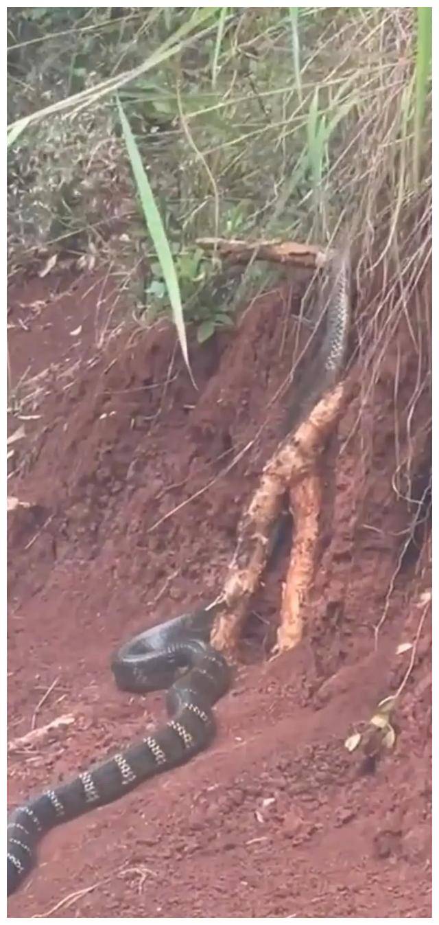 毛骨悚然!云南普洱有村民在野外路边,发现一条三米多长的大黑蛇