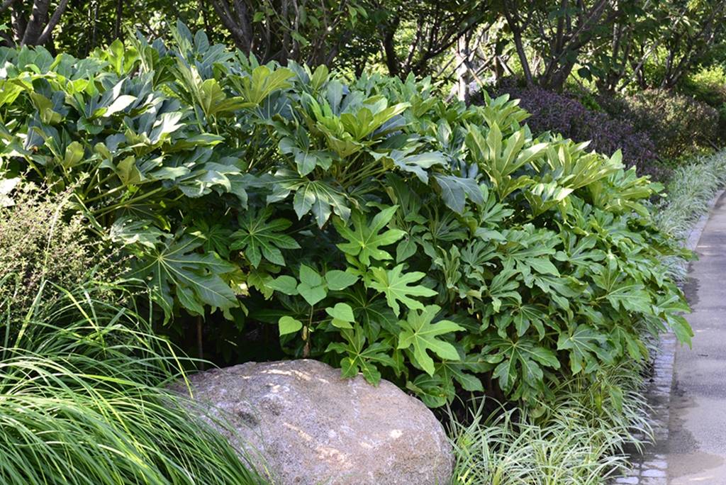 我见到的山东本土植物和园林栽培植物(802)八角金盘