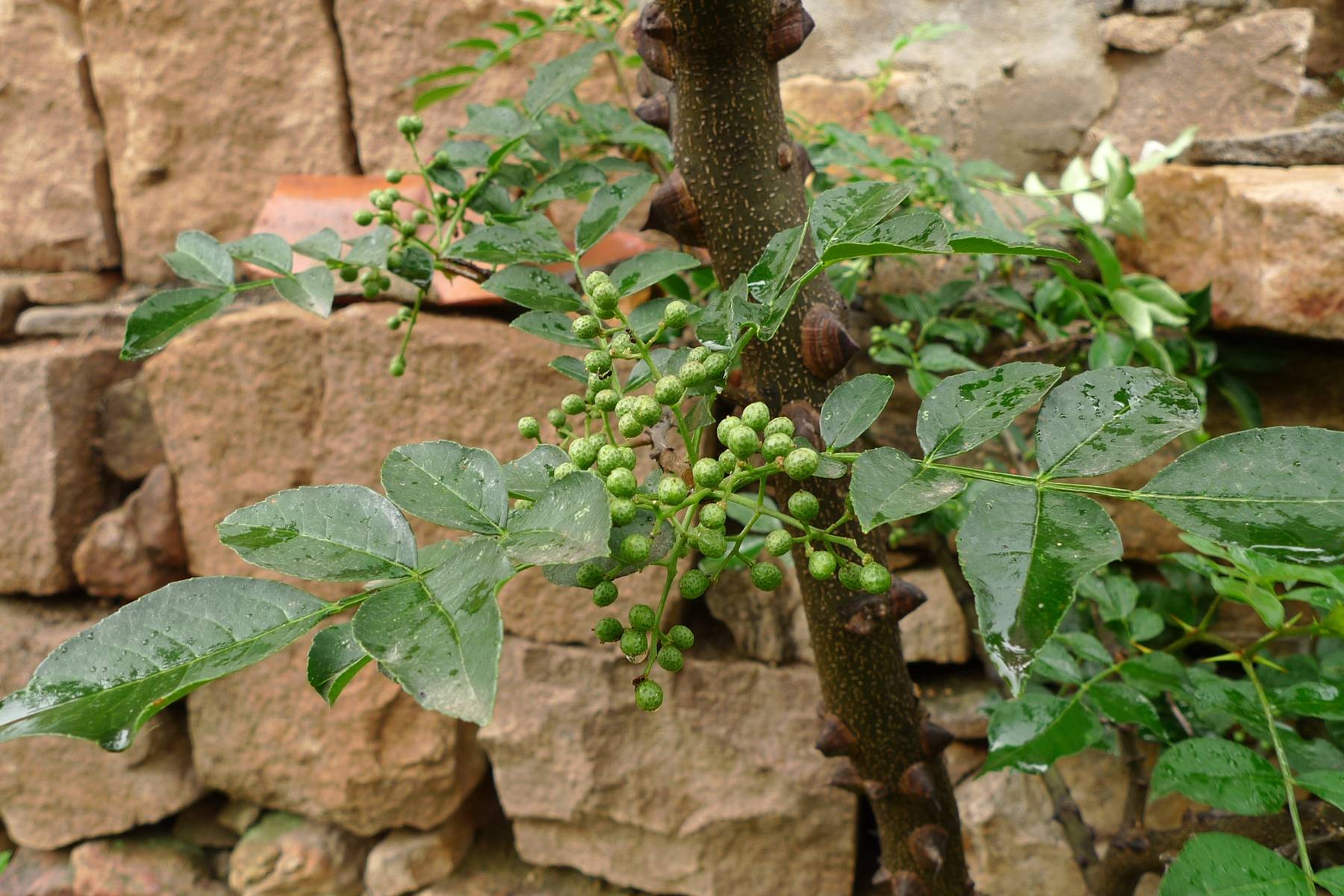 我见到的山东本土植物和园林栽培植物804花椒