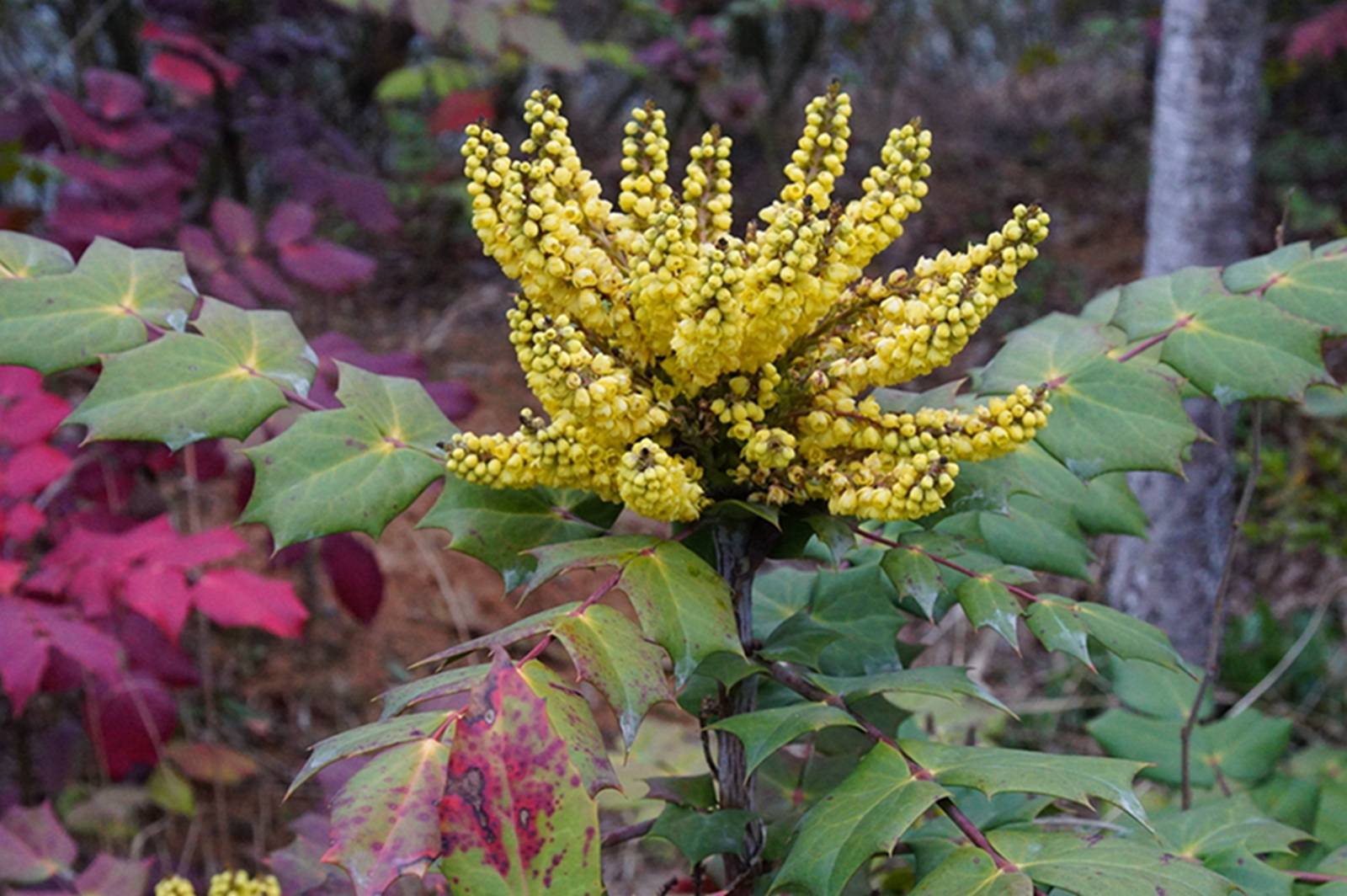 我见到的山东本土植物和园林栽培植物(810)阔叶十大功劳