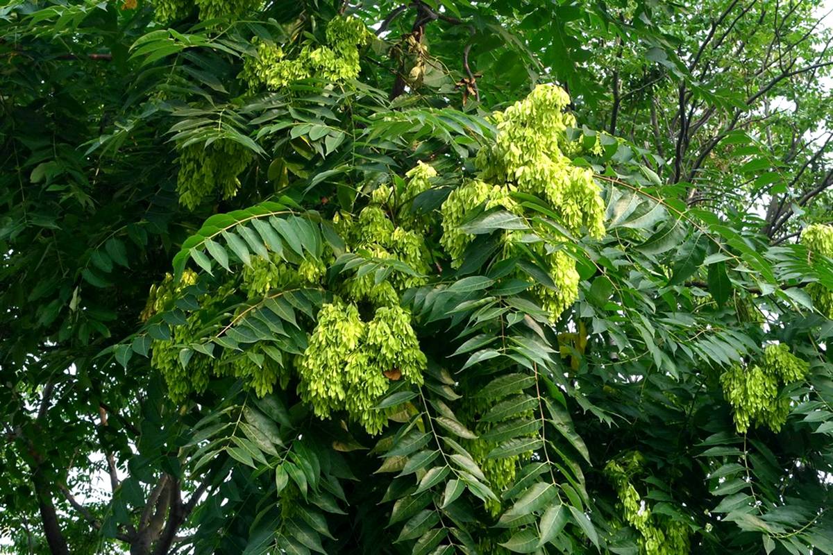 我见到的山东本土植物和园林栽培植物(825) 千头椿_臭椿_分枝_形态