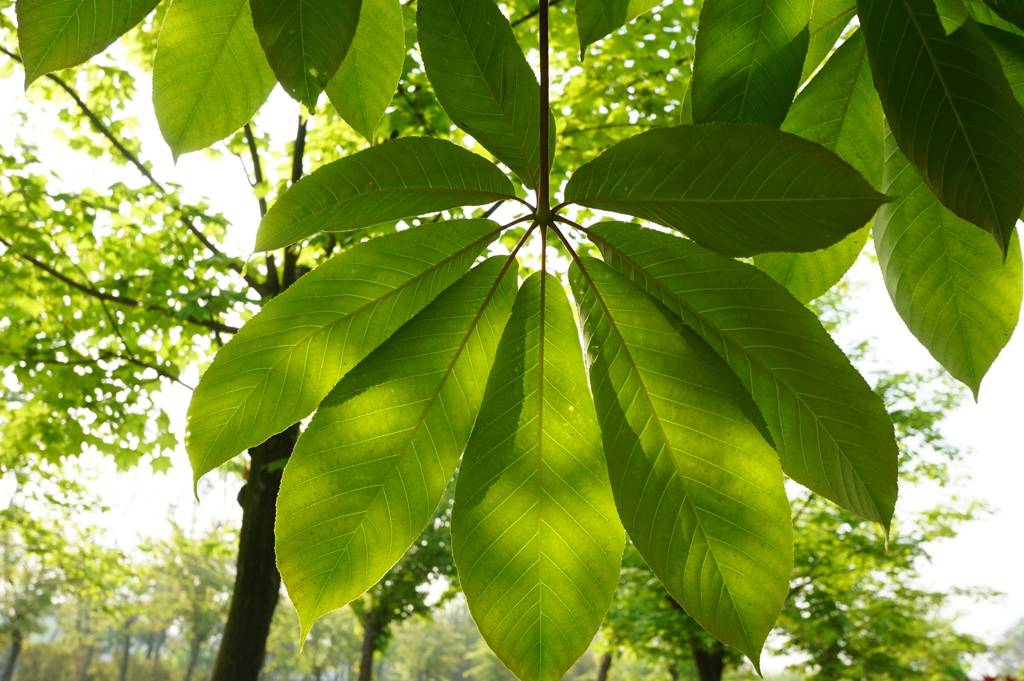 我见到的山东本土植物和园林栽培植物