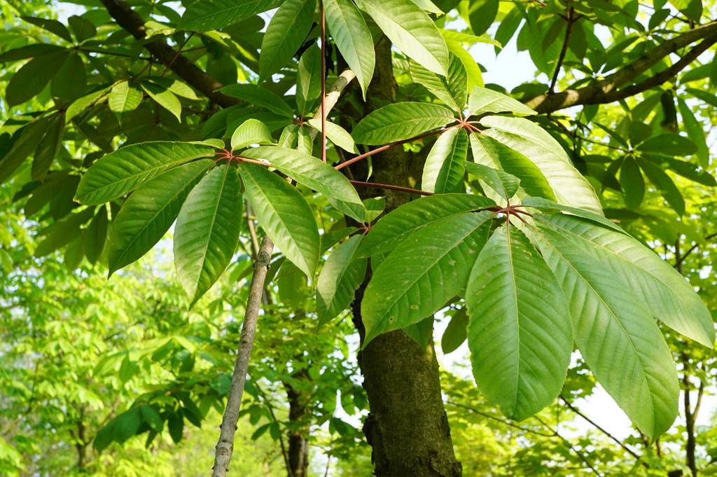 我见到的山东本土植物和园林栽培植物