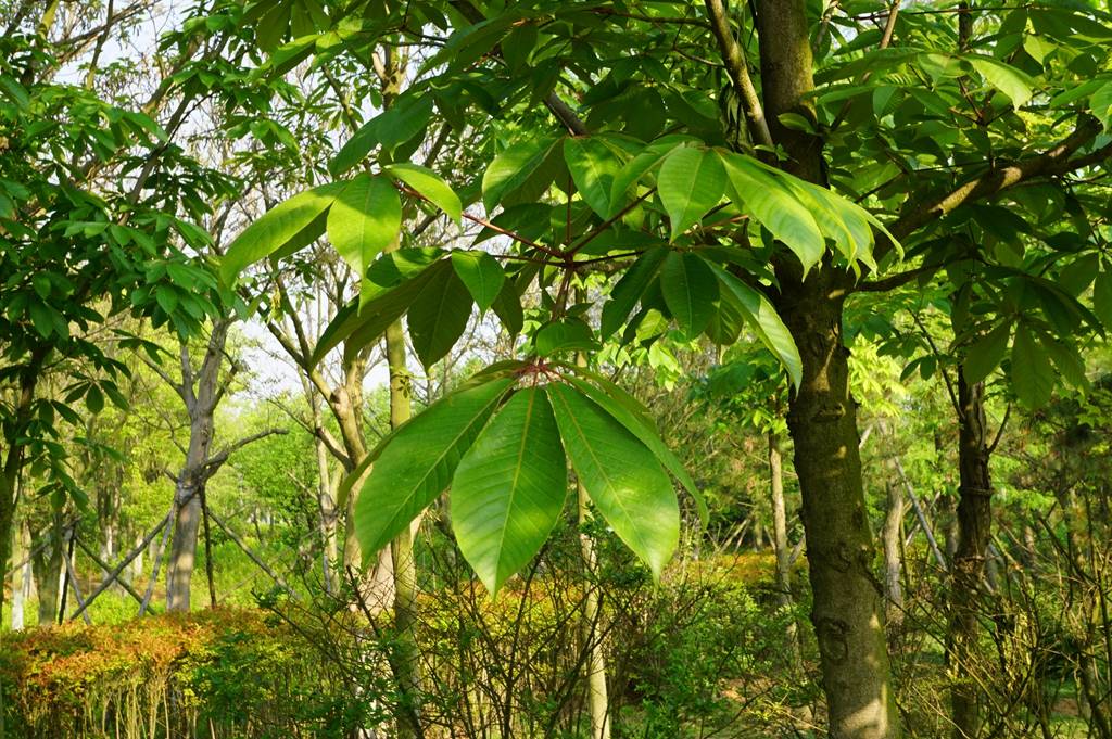 我见到的山东本土植物和园林栽培植物