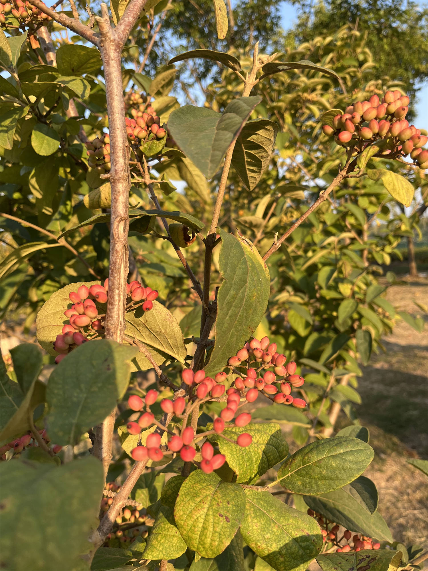 赤焰琼花图片