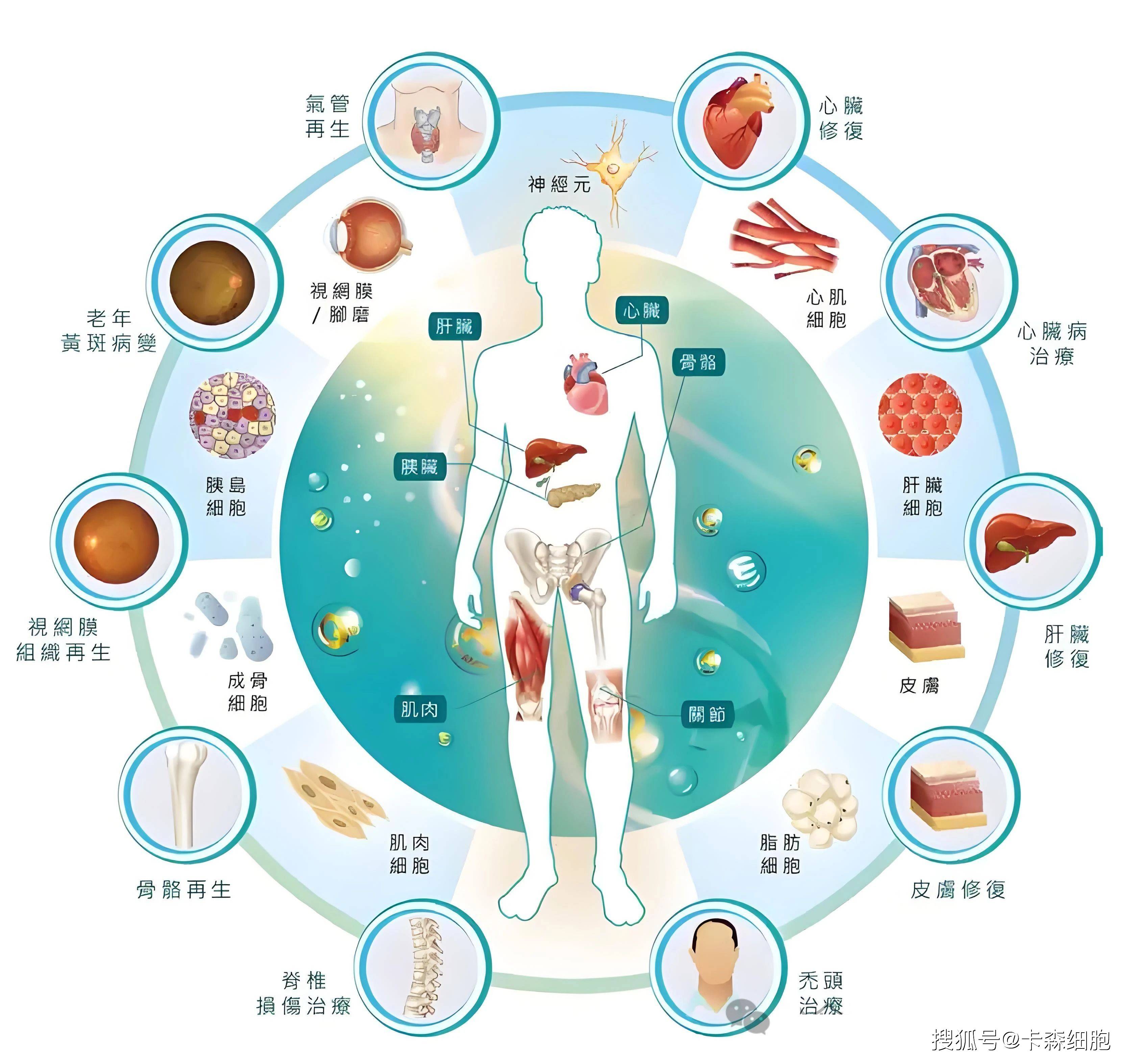 随着再生医学技术的迅速进步,干细胞的应用正在逐渐揭开神秘的面纱