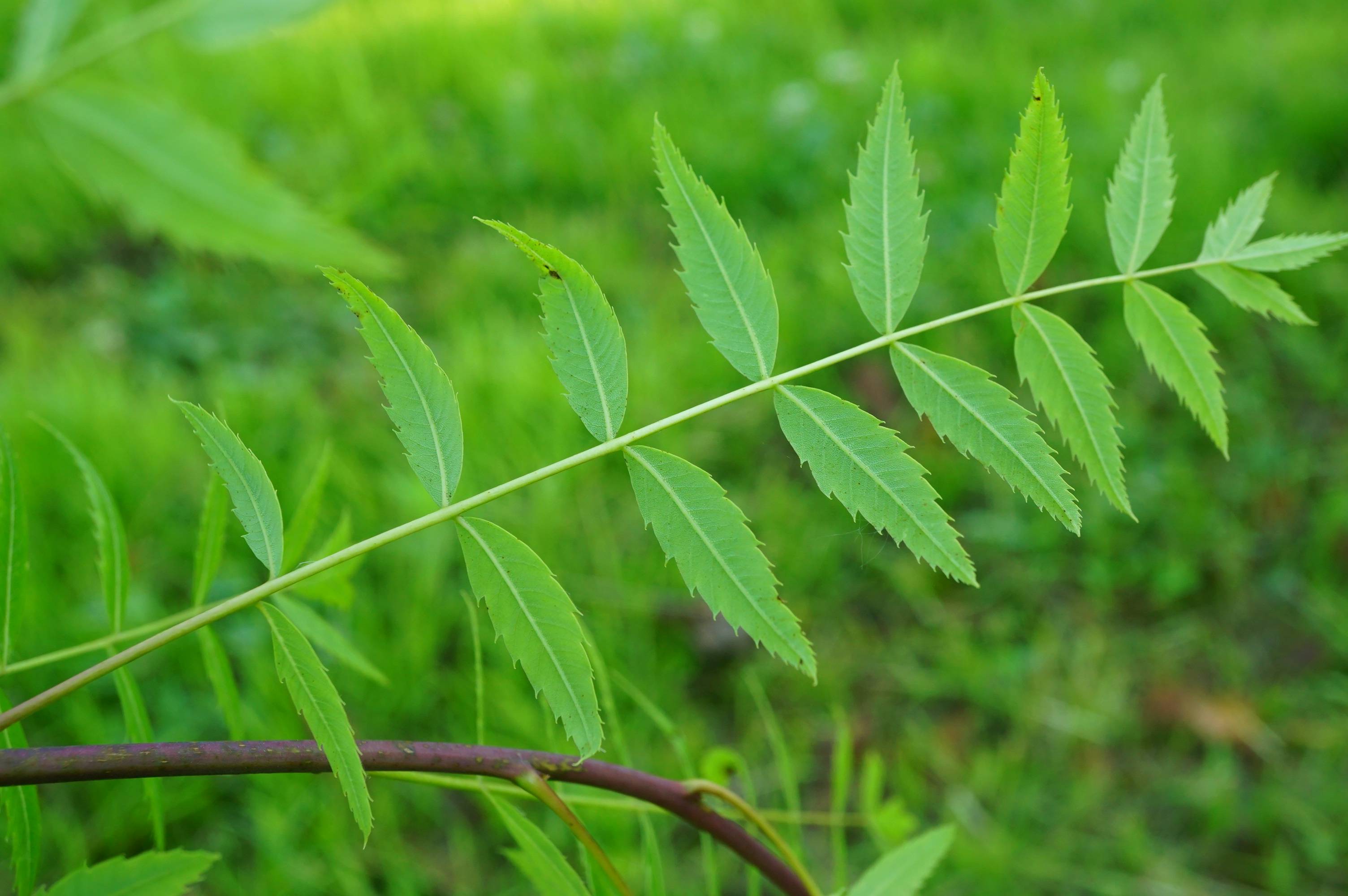 植物种子对称轴图片图片