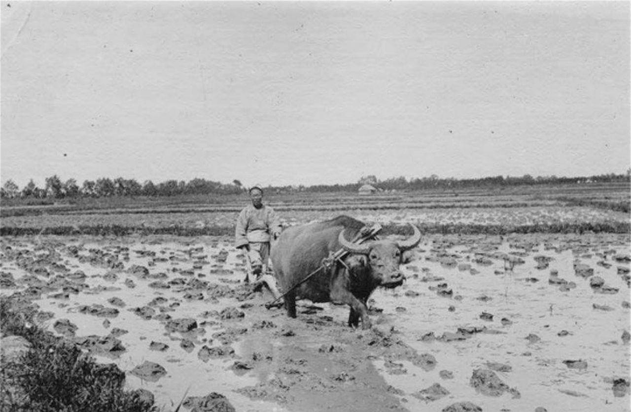 图1农民用力打谷子,图4贫穷孩子帮父母拉磨碾米_生活_情景_清朝