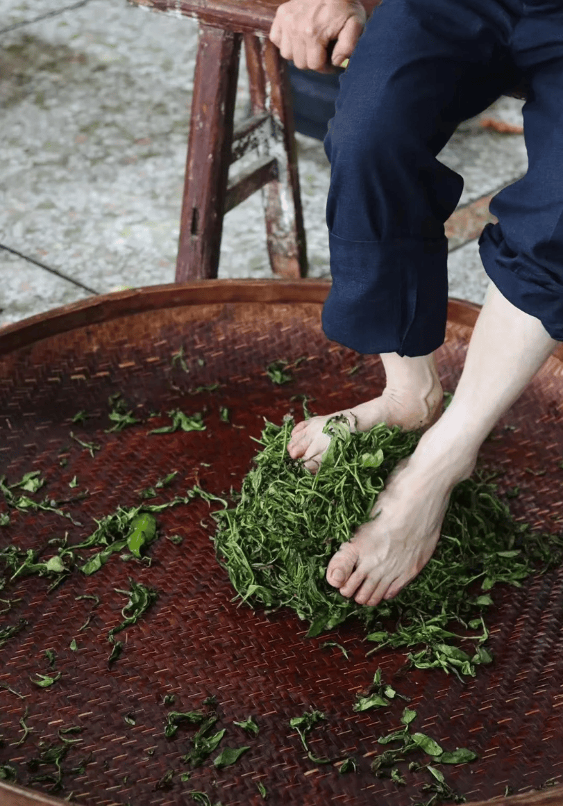 凤凰单从的采制系列：揉捻？丛叶片到条索的旅途！_茶叶_丛茶_叶温