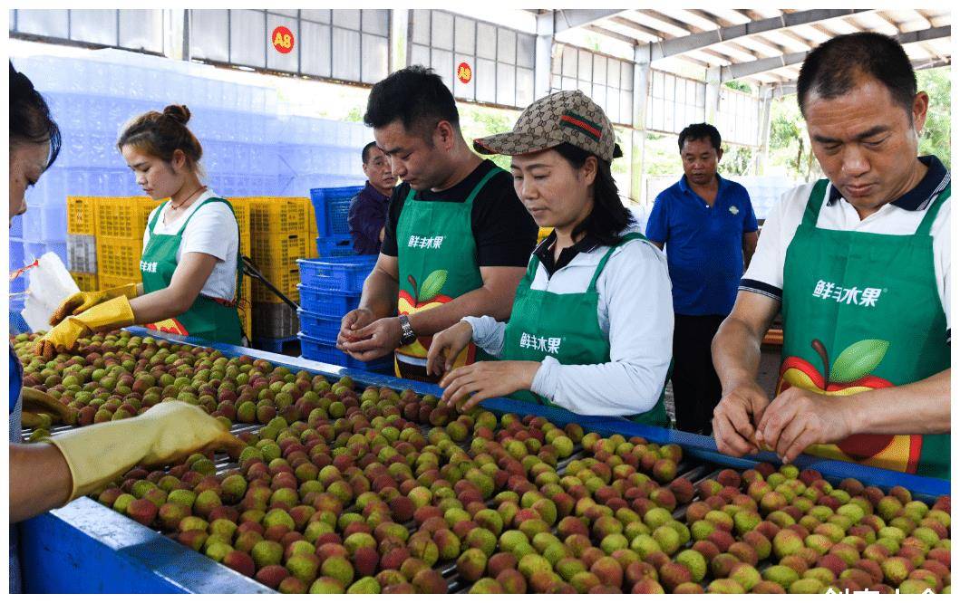 摊主哭!荔枝价格直腰斩,反映的现象是好是坏?