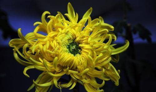 "昨日黄花"和"明日黄花"两个词语对比,有什么样的区别?