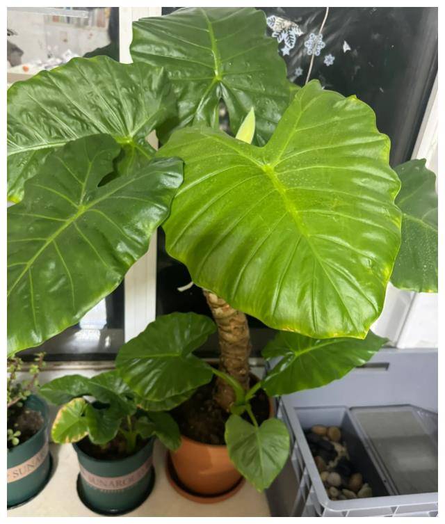 "两广地区的滴水观音,北方花市80块一棵",南方网友:免费送_植物_环境
