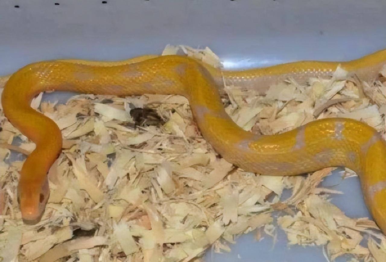 18年,陕西21岁女孩网购毒蛇被咬,抢救6天后死亡,母亲索赔140万