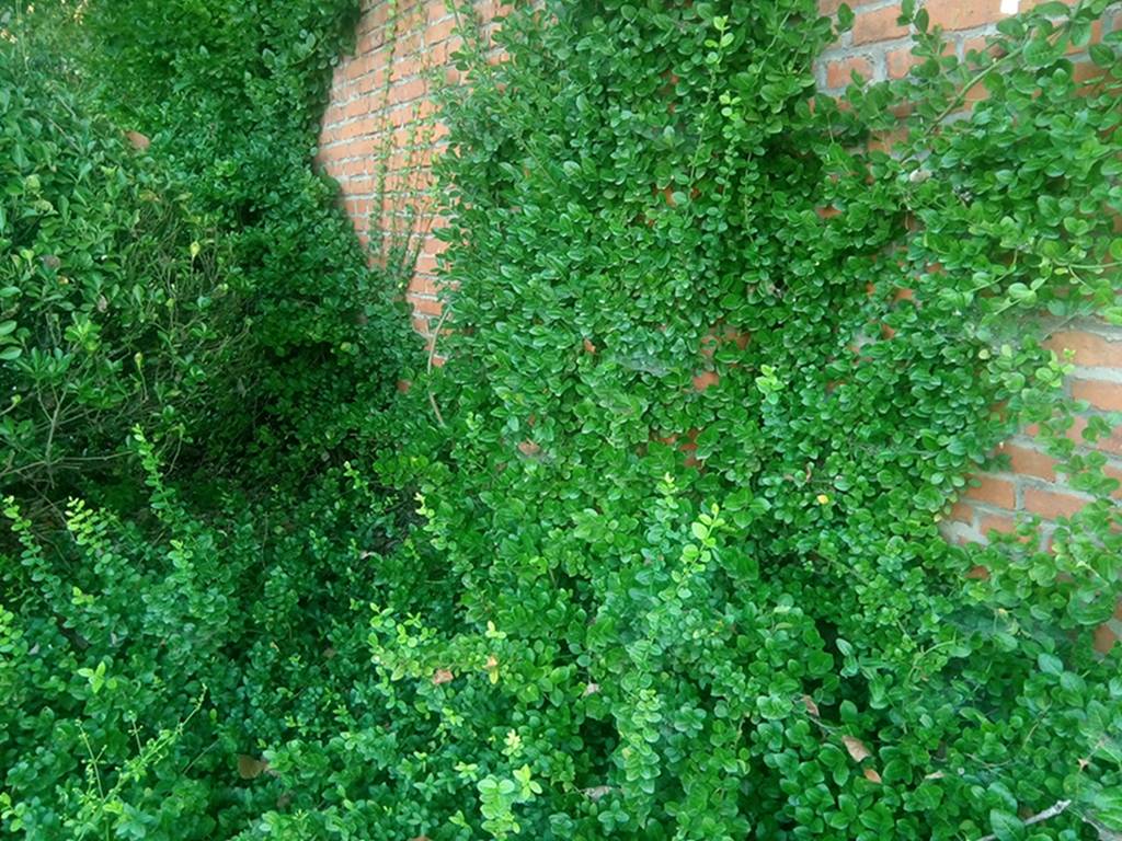 我见到的山东本土植物和园林栽培植物(864)扶芳藤