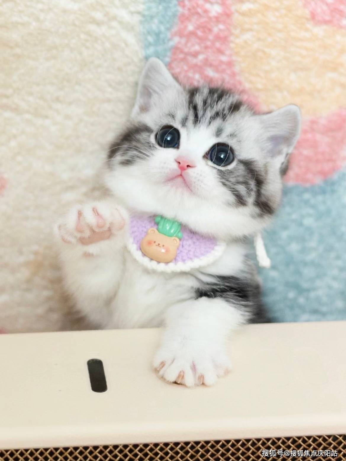 广州买美短起司猫(广州)哪家宠物店买美短起司猫比较纯丨广州福安家