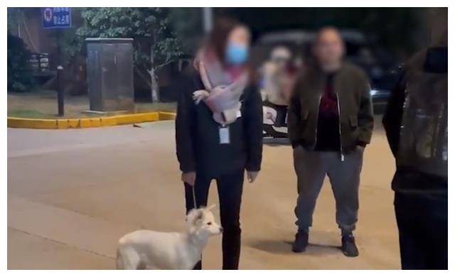 江苏女子遛狗不牵绳,奶奶护孙子无意踩到狗,竟遭辱骂:老不死的