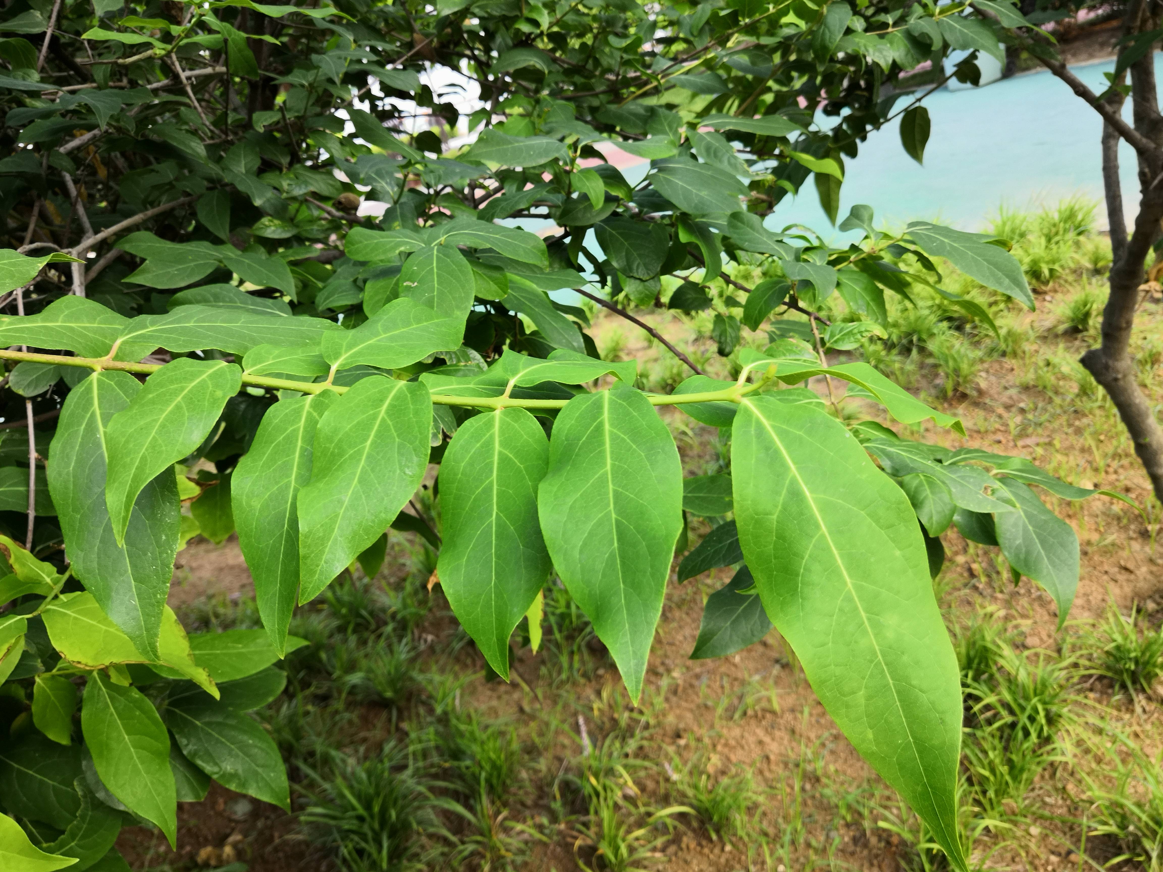 山腊梅叶片图片