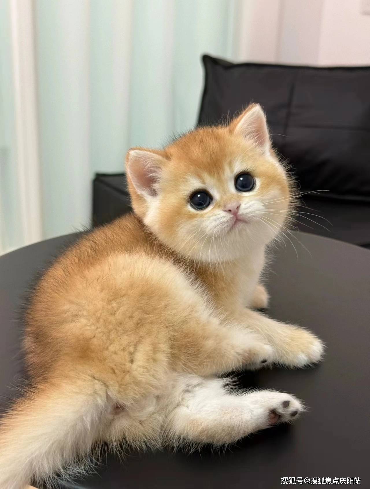 姑苏区买金渐层猫专卖店(苏州姑苏区)买金渐层猫的地方丨买金渐层猫