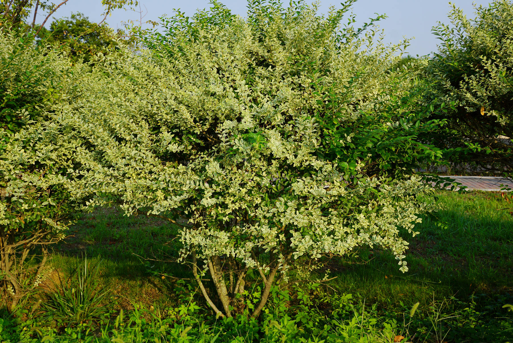 我见到的山东本土植物和园林栽培植物(897)银姬小蜡