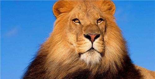 查沃国家公园和坦桑尼亚的塞卢斯野生动物保护区有一群很特别的雄狮