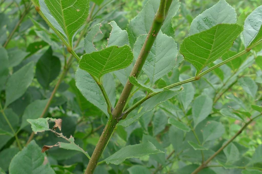 白蜡植物图片