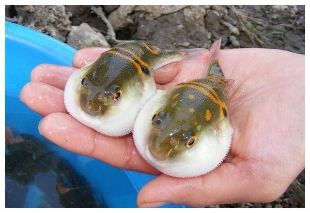 三鲜"河豚是毒物不假,却也是难得的美味,与鲥鱼,刀鱼合称"长江三鲜"