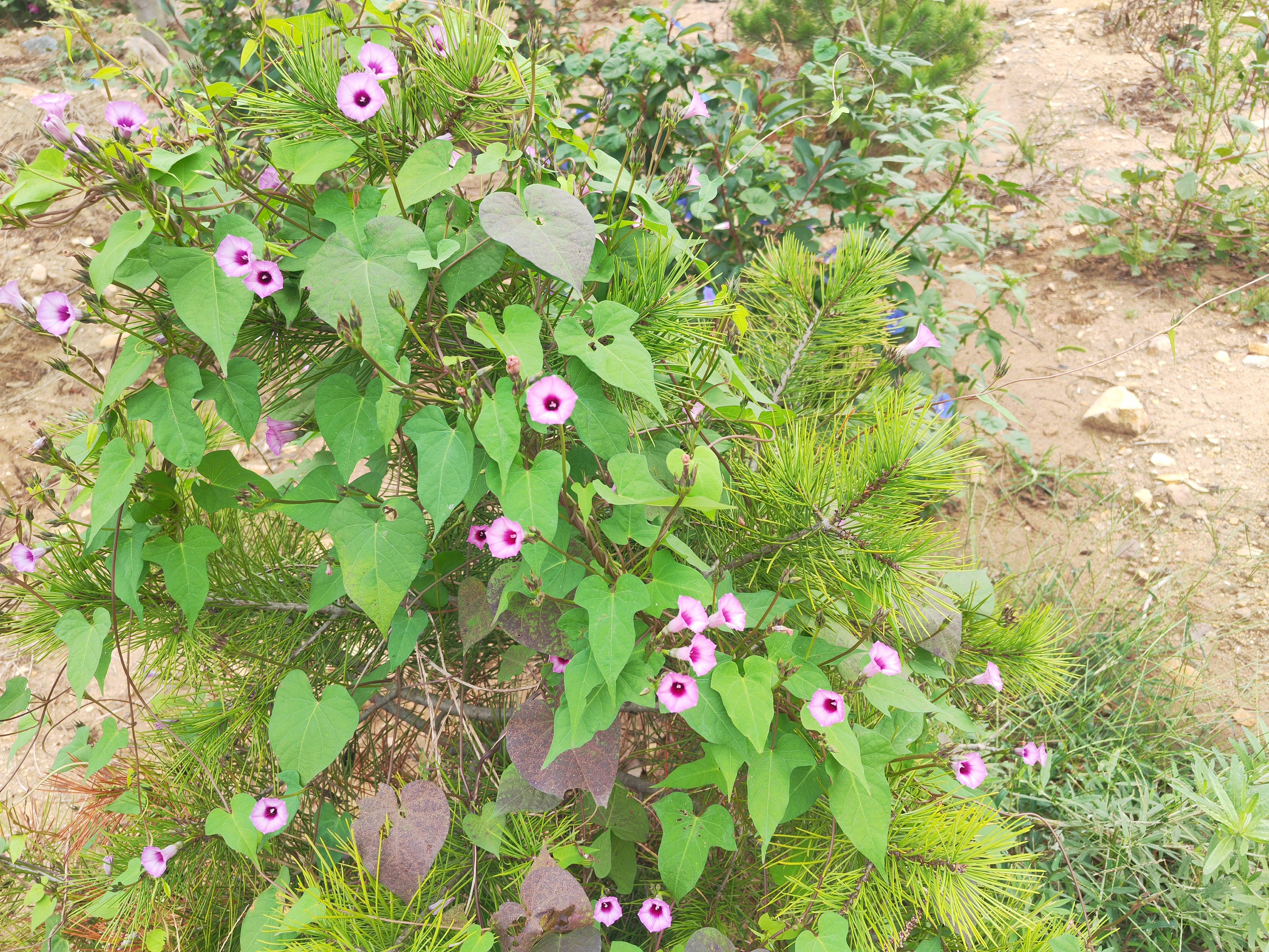 我见到的山东本土植物和园林栽培植物941三裂叶薯