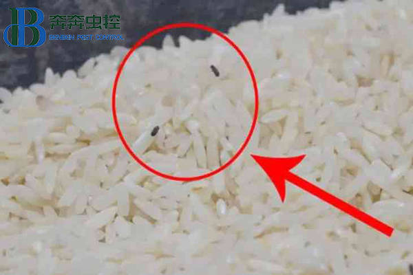 关于米象虫,你们知道多少?