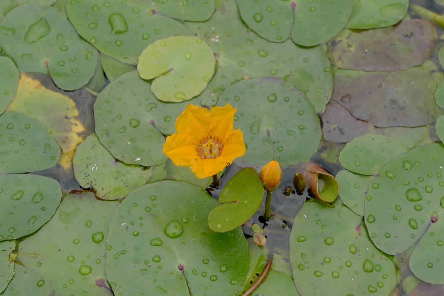 我见到的山东本土植物和园林栽培植物(957)荇菜