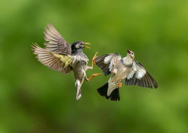 百年前放生的60只鸟,给美国造成巨大损失,每年损失近8亿美元