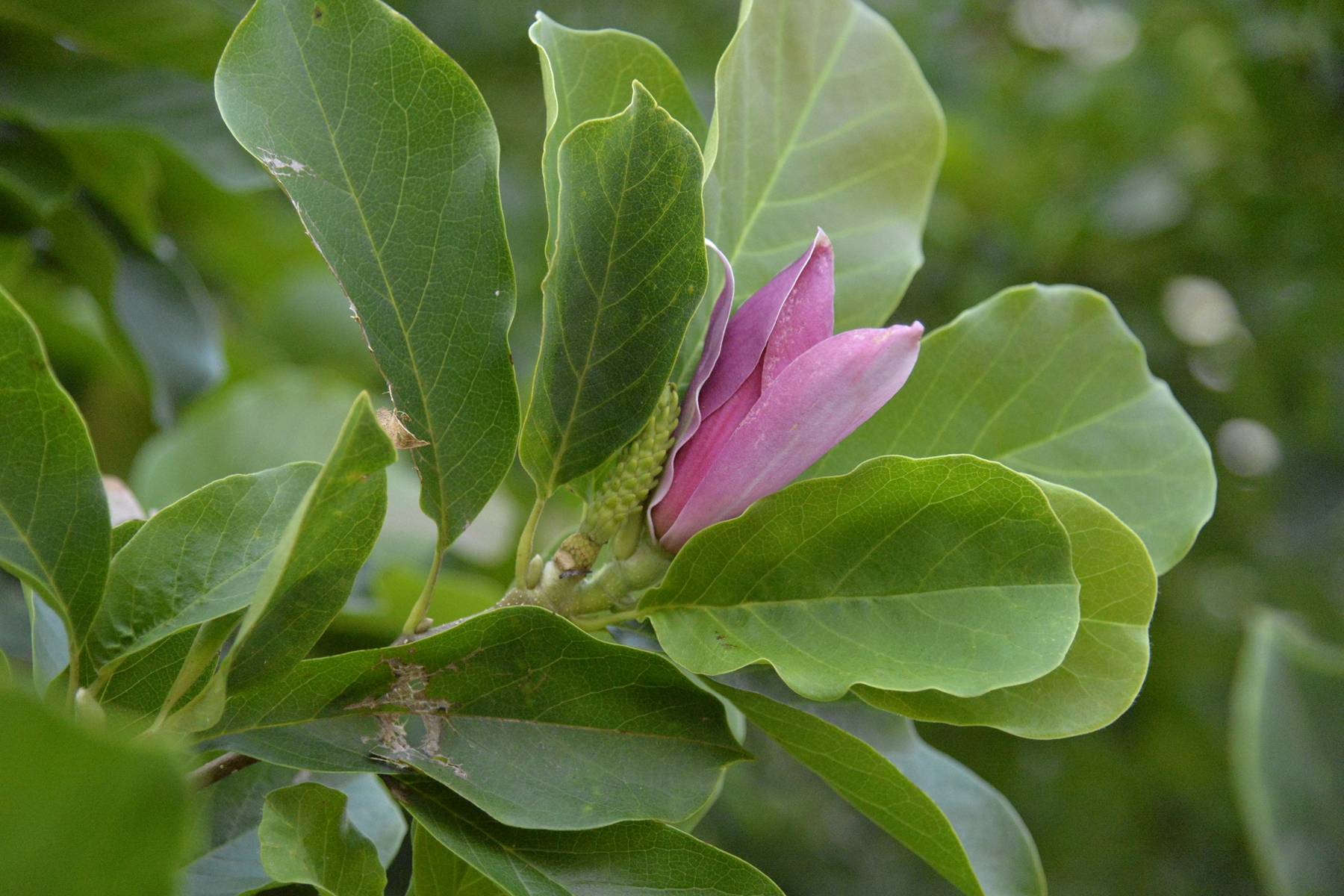我见到的山东本土植物和园林栽培植物