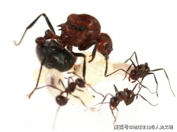 【动物界全系列】蚁总科—切叶蚁亚科〈家蚁亚科〉(八):红蚁_蚂蚁